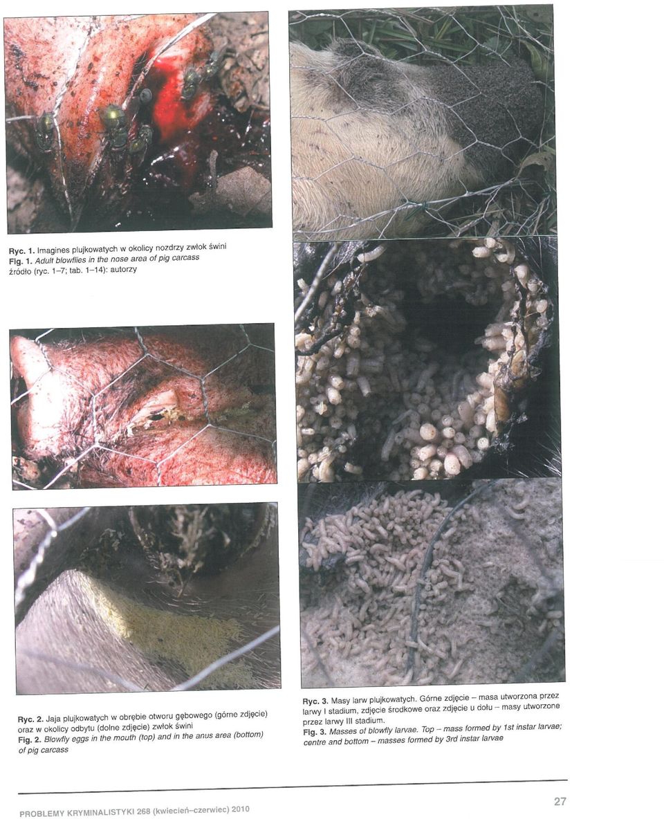 Blowfly eggs in the mouth (top) and in the anus eree (bottom) ot pig carc8ss Ryc. 3. Masy larw plujkowatych.