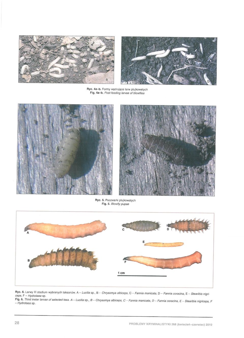 E - Stearibia nigriceoe. F - Hydrotaea sp. FIg. 6. Third instar tsrvee ot selected taxa. A - Luci/ia sp.