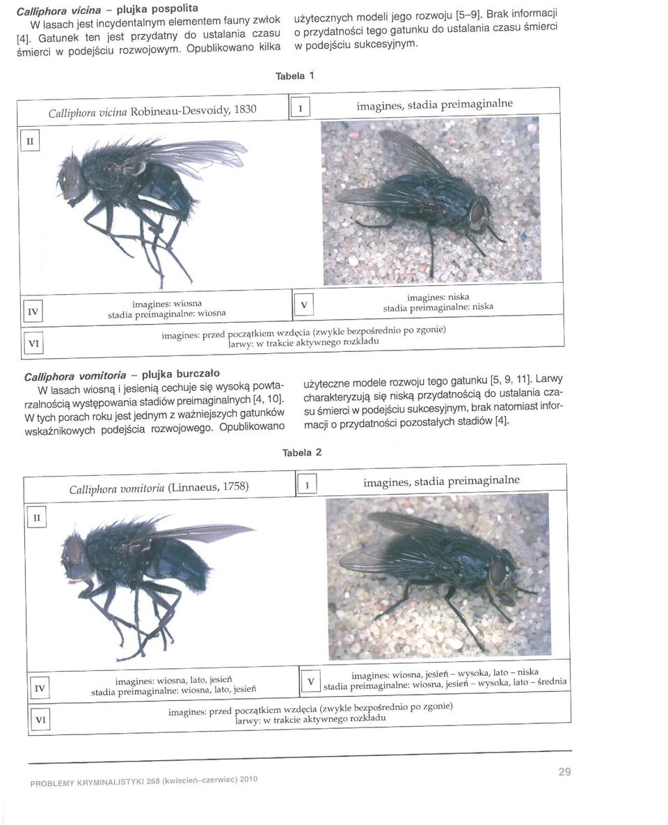 Tabela 1 Calliphora vicina Rob ineau-desvoidy, 1830 imagines, stadia preimaginalne imagines: wiosna stadia preimaginalne : wiosna imagincs : przed począ tkiem wzdęcia (zwykle bez pośrednio po zgonie)