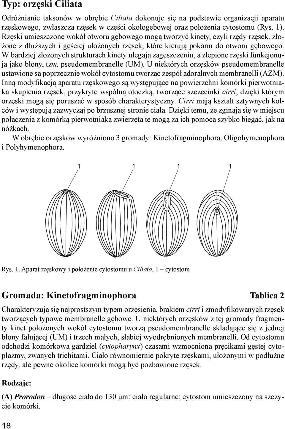 W bardziej złożonych strukturach kinety ulegają zagęszczeniu, a zlepione rzęski funkcjonują jako błony, tzw. pseudomembranelle (UM).