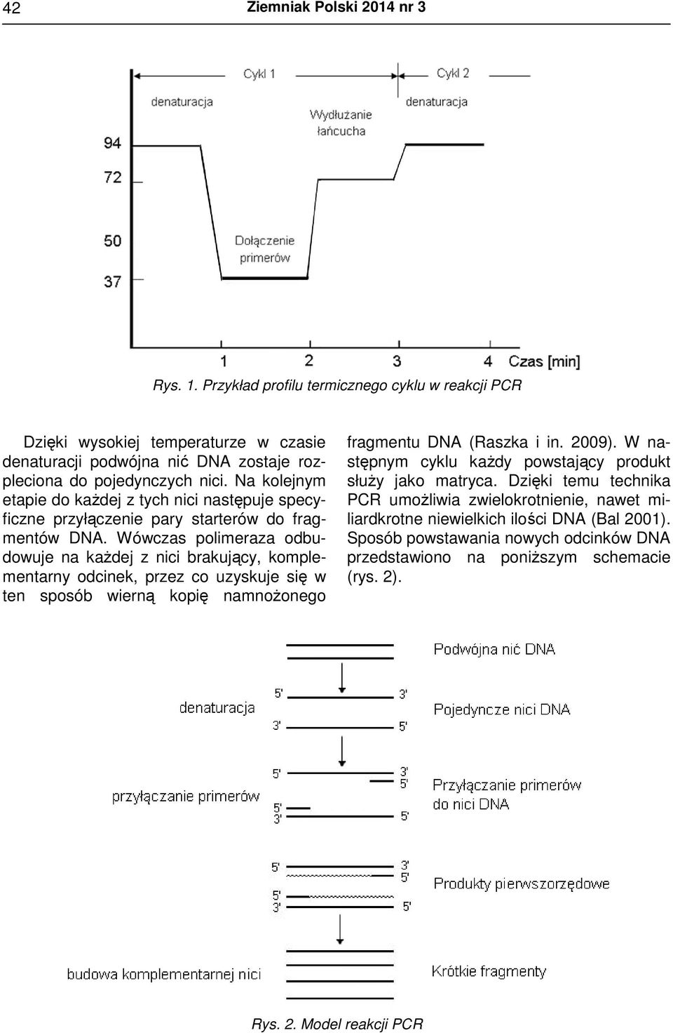 Na kolejnym etapie do każdej z tych nici następuje specyficzne przyłączenie pary starterów do fragmentów DNA.