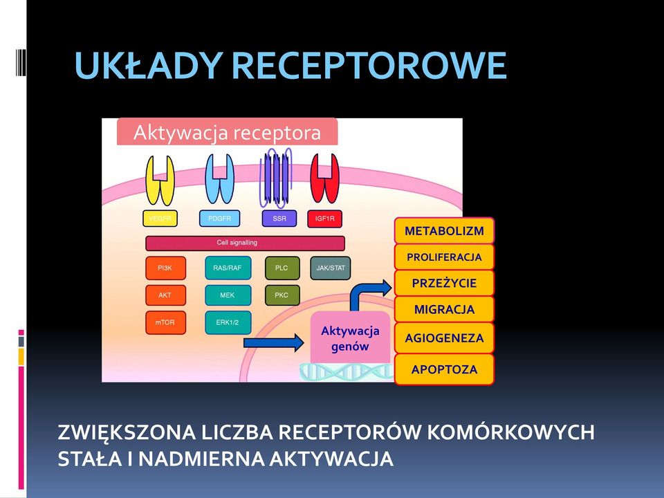 genów MIGRACJA AGIOGENEZA APOPTOZA ZWIĘKSZONA