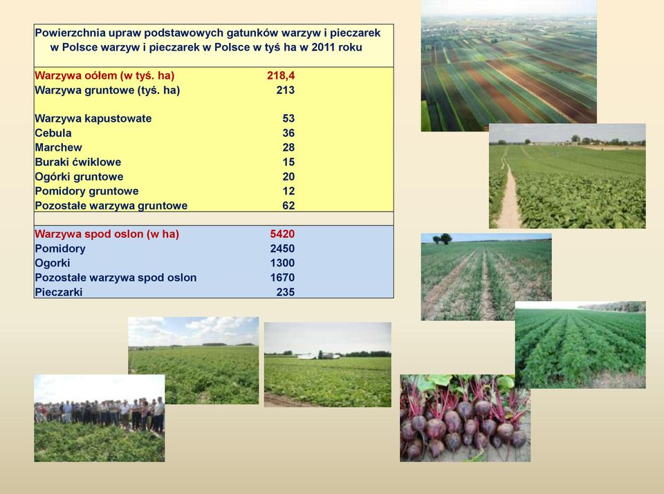 ha) 213 Warzywa kapustowate 53 Cebula 36 Marchew 28 Buraki ćwiklowe 15 Ogórki gruntowe 20 Pomidory