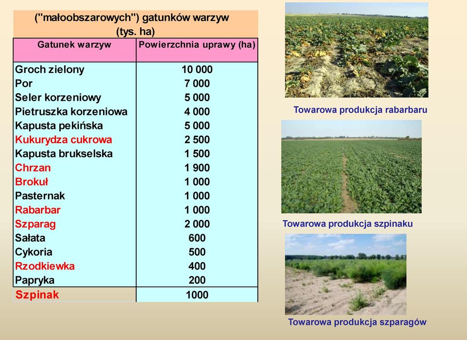 korzeniowa 4 000 Kapusta pekińska 5 000 Kukurydza cukrowa 2 500 Kapusta brukselska 1 500 Chrzan 1 900 Brokuł 1 000