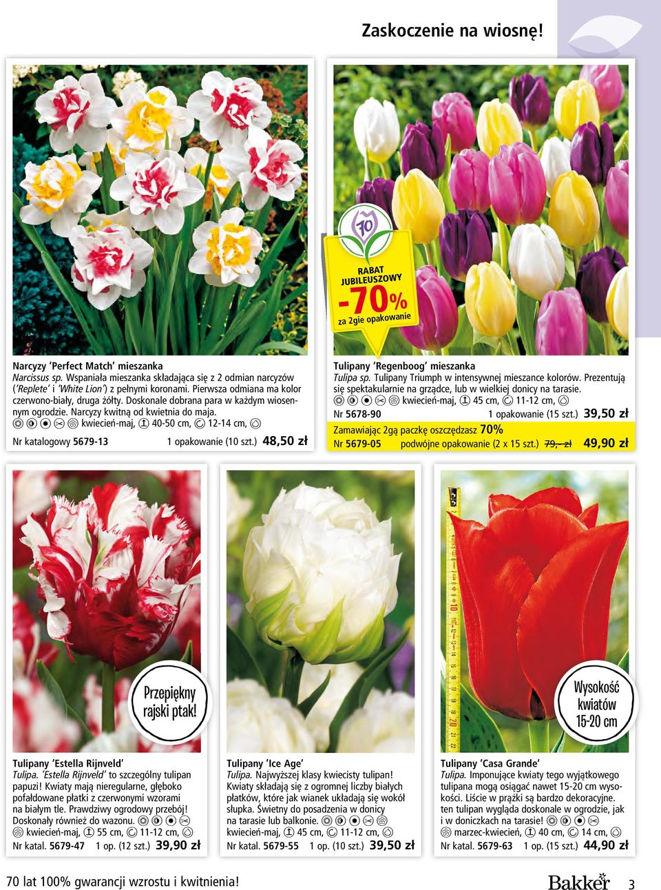 1 2 0 7 - kwiecień-maj, 6 40-50 cm, 8 12-14 cm, b Nr katalogowy 5679-13 1 opakowanie (10 szt.) 48,50 zł Tulipany Regenboog mieszanka Tulipa sp. Tulipany Triumph w intensywnej mieszance kolorów.