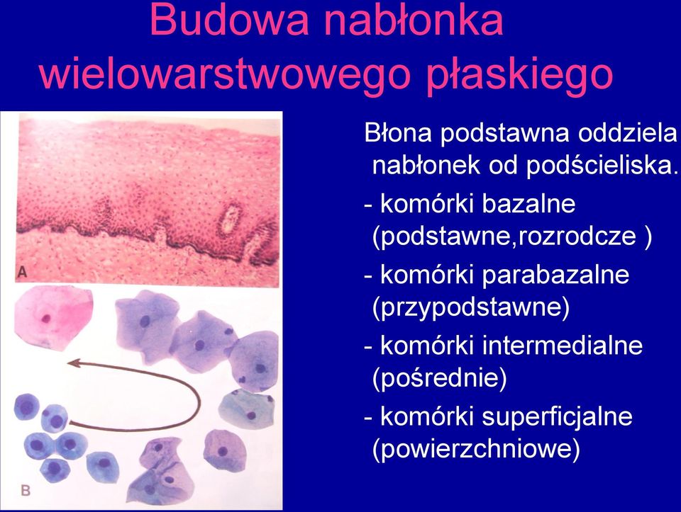 - komórki bazalne (podstawne,rozrodcze ) - komórki parabazalne