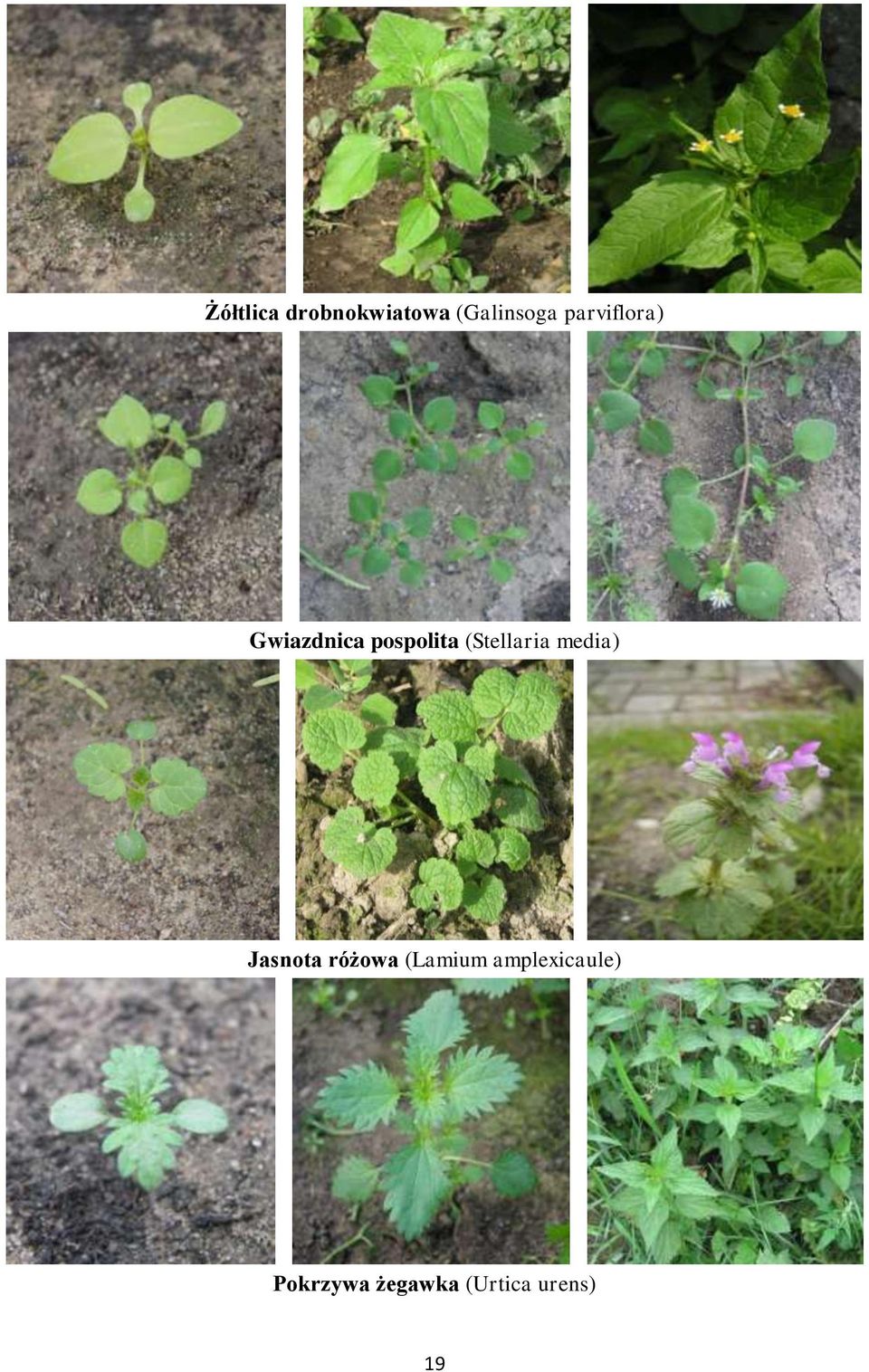(Stellaria media) Jasnota różowa