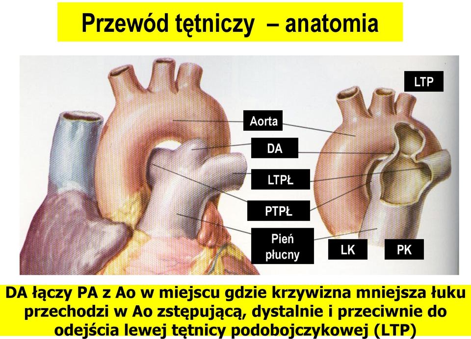 mniejsza łuku przechodzi w Ao zstępującą, dystalnie i