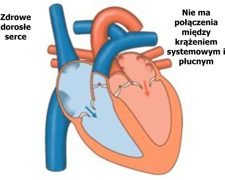 połączenia między