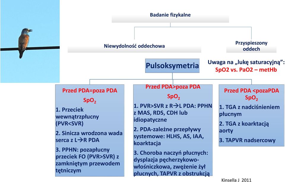 PPHN: pozapłucny przeciek FO (PVR>SVR) z zamkniętym przewodem tętniczym Przed PDA>poza PDA SpO 2 1. PVR>SVR z R L PDA: PPHN z MAS, RDS, CDH lub idiopatyczne 2.