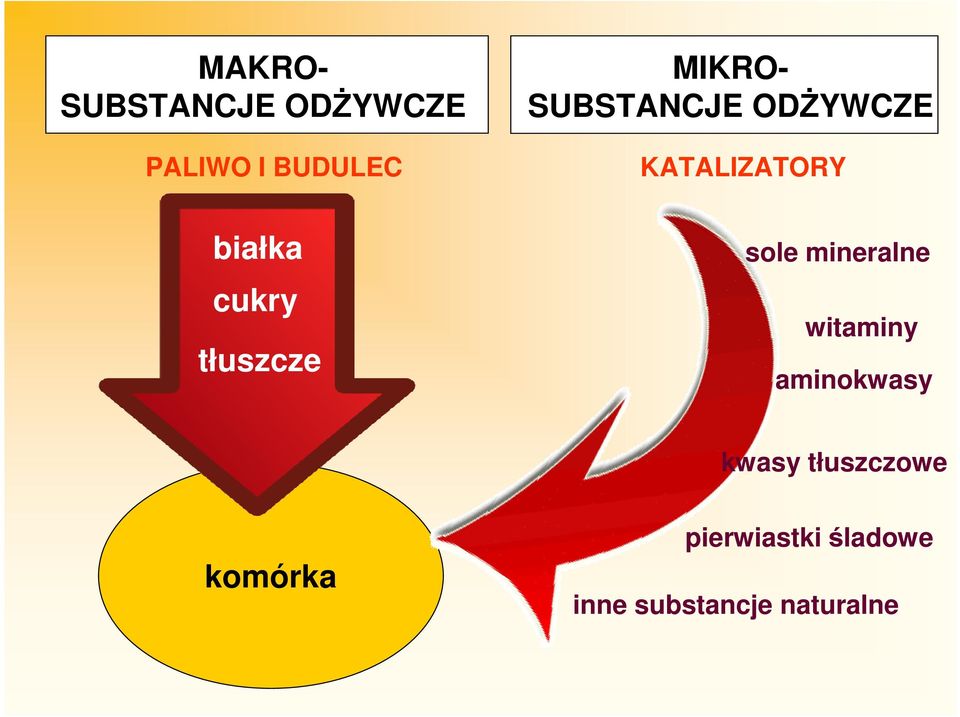 tłuszcze sole mineralne witaminy aminokwasy kwasy