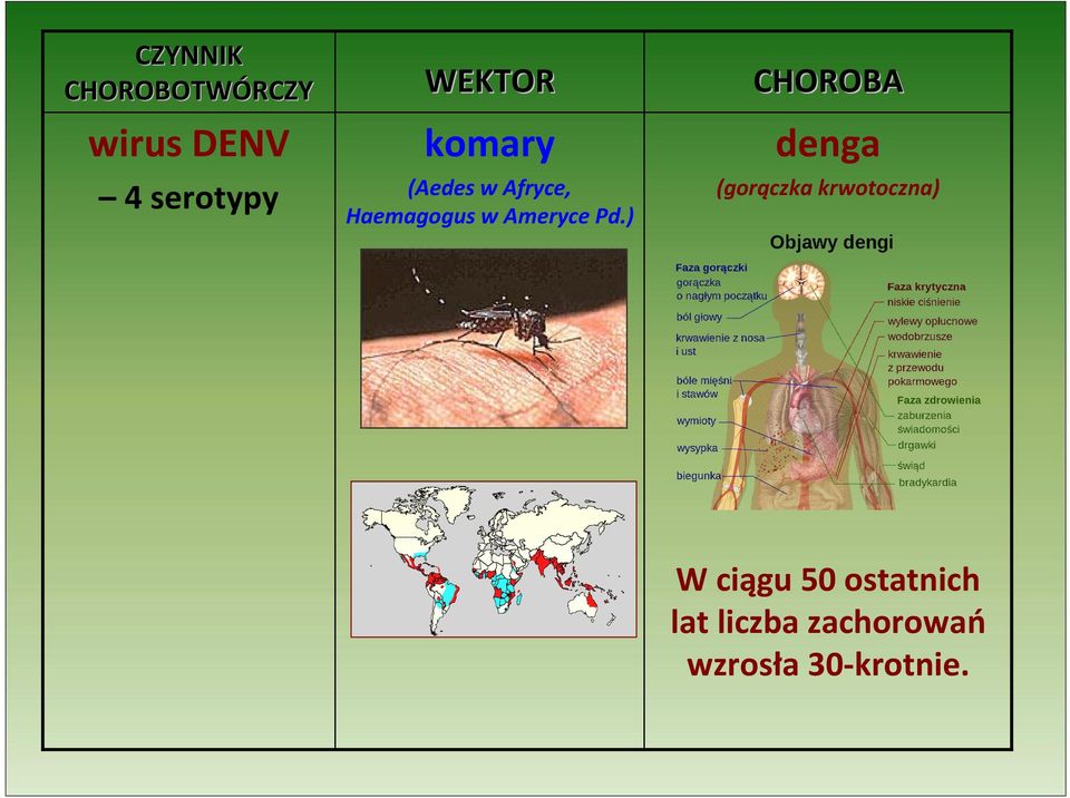 Pd.) CHOROBA denga (gorączka krwotoczna) W ciągu 50