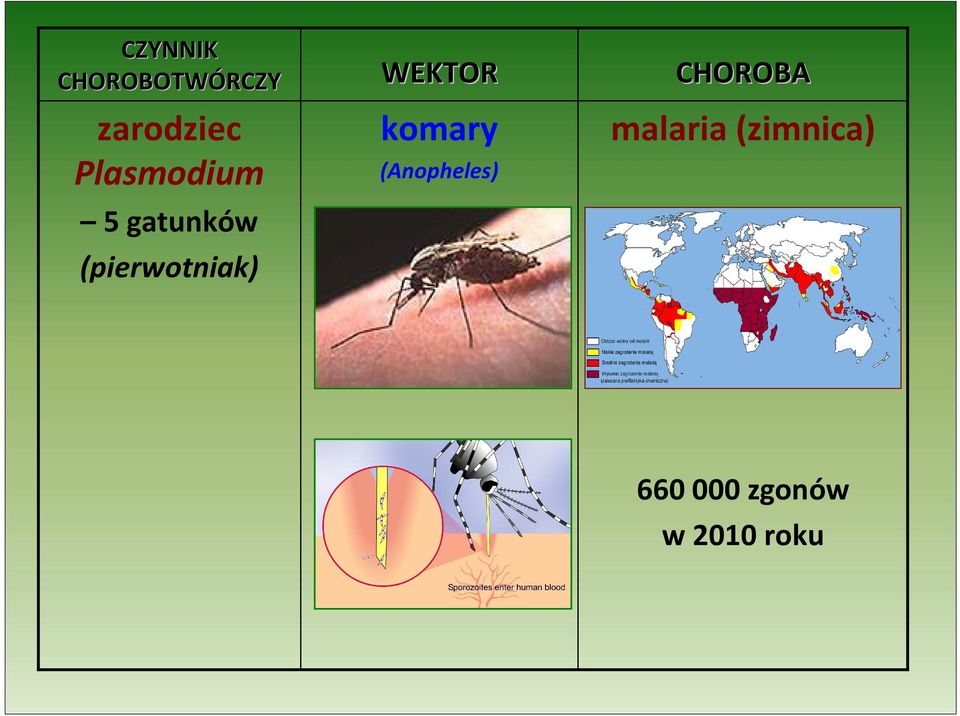 WEKTOR komary (Anopheles) CHOROBA