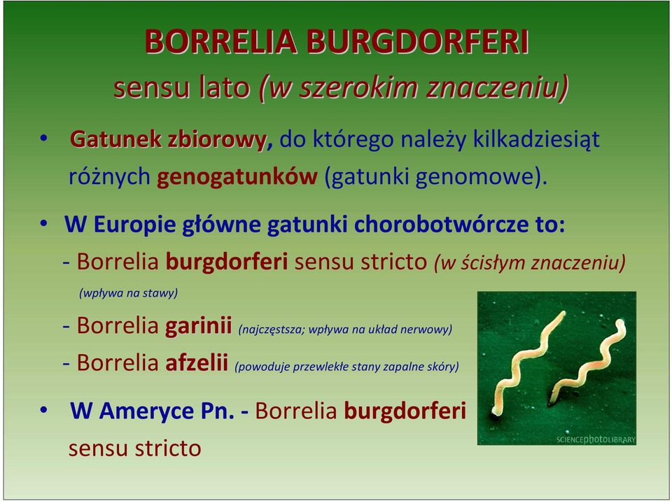 W Europie główne gatunki chorobotwórcze to: - Borrelia burgdorferi sensu stricto (w ścisłym znaczeniu)