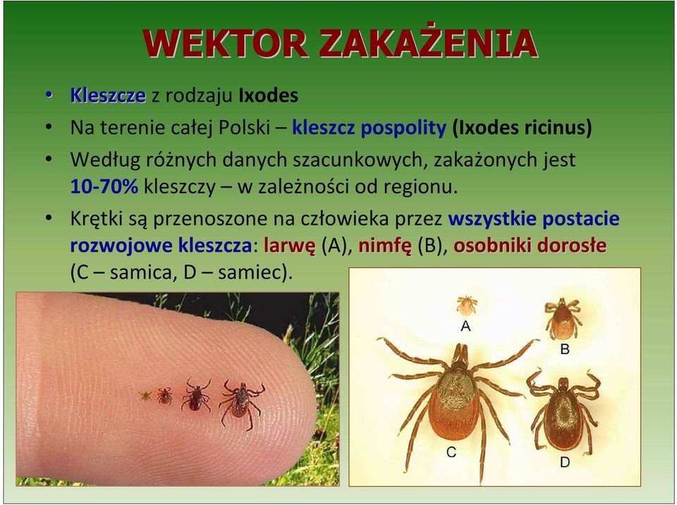 10-70% kleszczy w zależności od regionu.