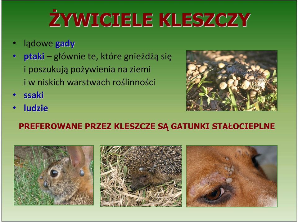 ziemi i w niskich warstwach roślinności ssaki