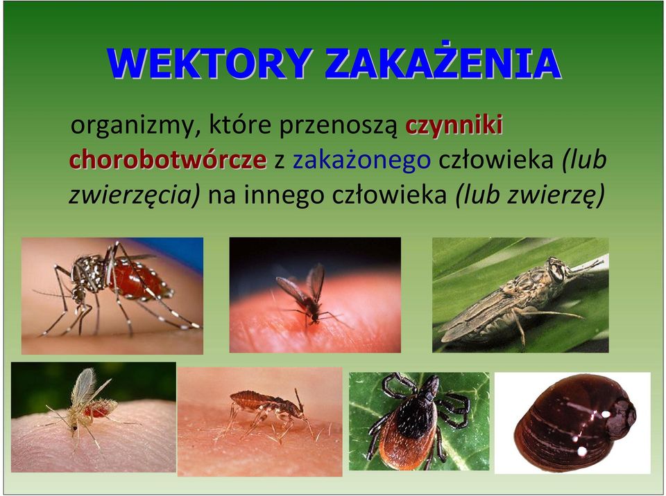 rcze z zakażonego człowieka (lub