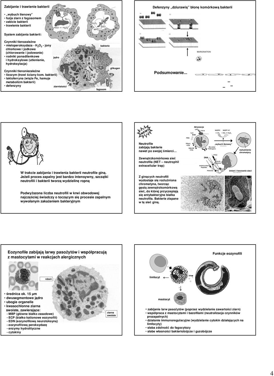 kom. bakterii) laktoferryna (wiąże Fe, hamuje metabolizm bakterii) defenzyny ziarnistości bakterie fagosom glikogen Podsumowanie.