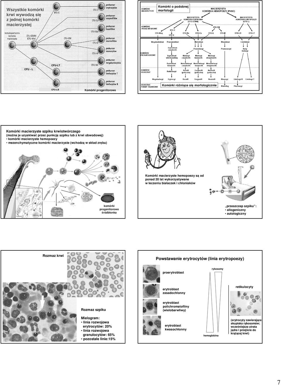 hemopoezy są od ponad 20 lat wykorzystywane w leczeniu białaczek i chłoniaków komórki progenitorowe śródbłonka przeszczep szpiku : allogeniczny autologiczny Rozmaz krwi Powstawanie erytrocytów (linia