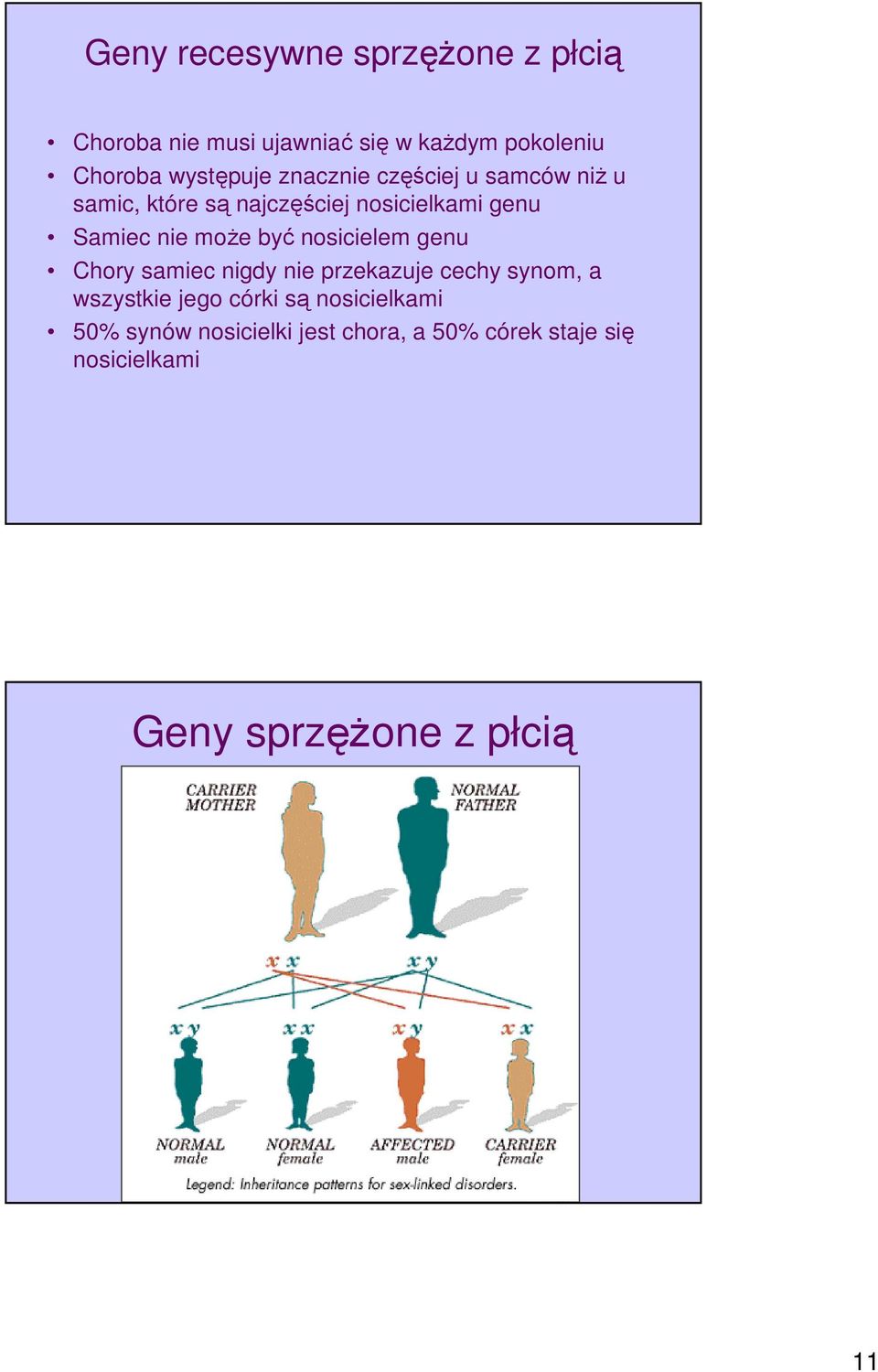 nie może być nosicielem genu Chory samiec nigdy nie przekazuje cechy synom, a wszystkie jego córki