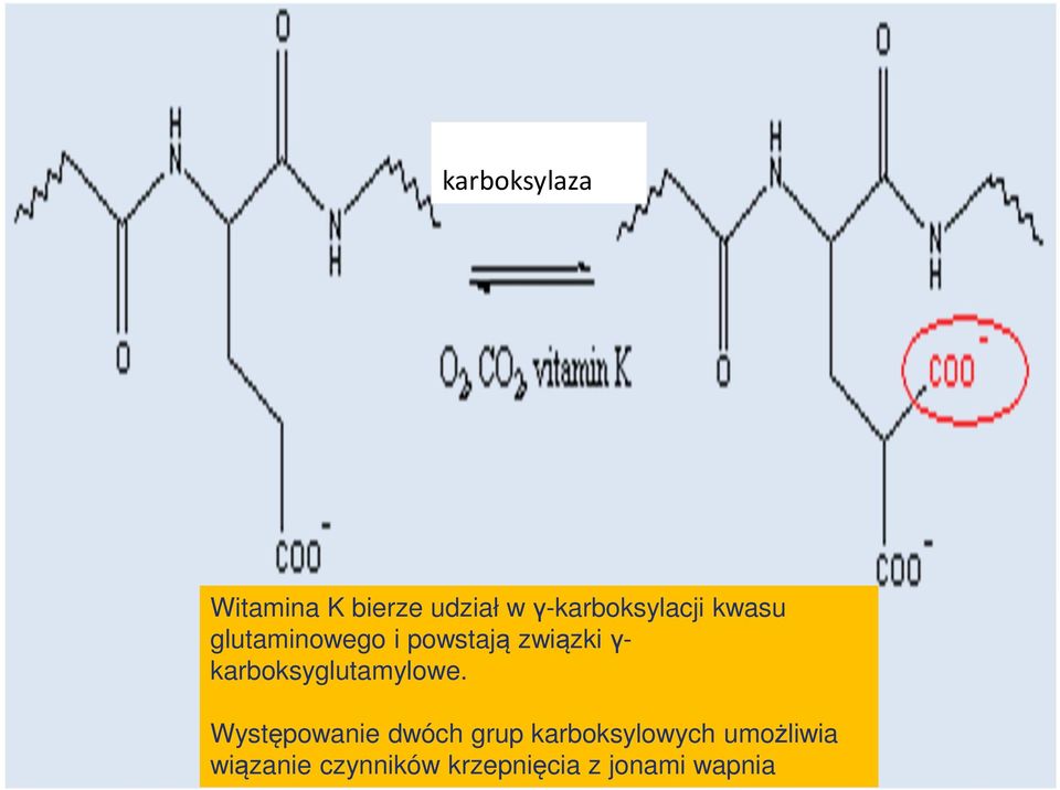 związki γ- karboksyglutamylowe.