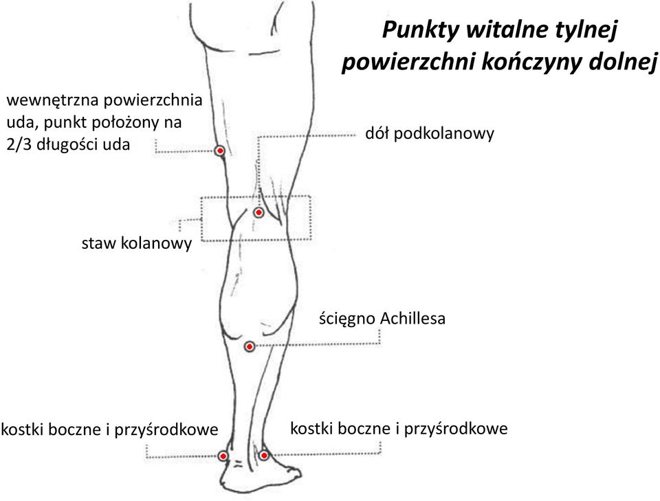 kończyny dolnej dół podkolanowy staw kolanowy ścięgno