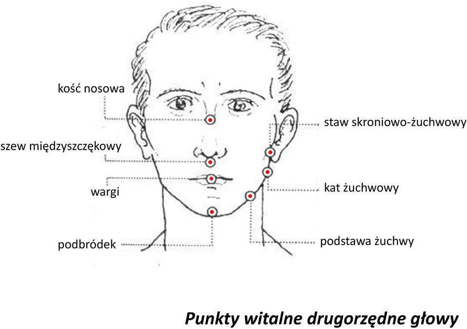 międzyszczękowy wargi kat