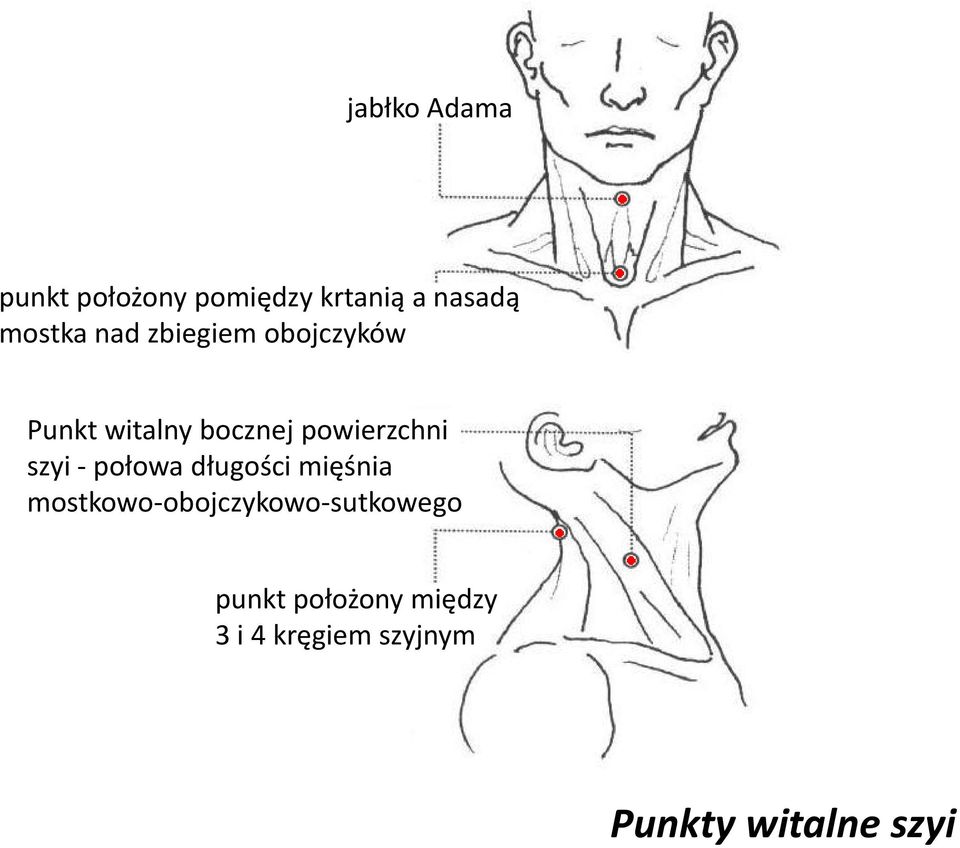 szyi - połowa długości mięśnia