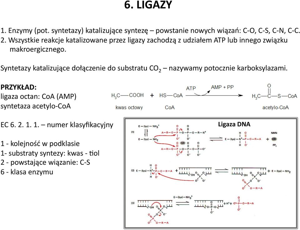 Syntetazy katalizujące dołączenie do substratu CO 2 nazywamy potocznie karboksylazami.