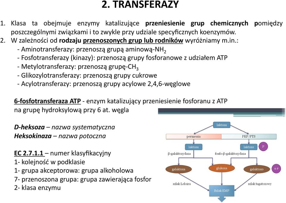 : - Aminotransferazy: przenoszą grupą aminową- NH 2 - Fosfotransferazy (kinazy): przenoszą grupy fosforanowe z udziałem ATP - Metylotransferazy: przenoszą grupę- CH 3 - Glikozylotransferazy: