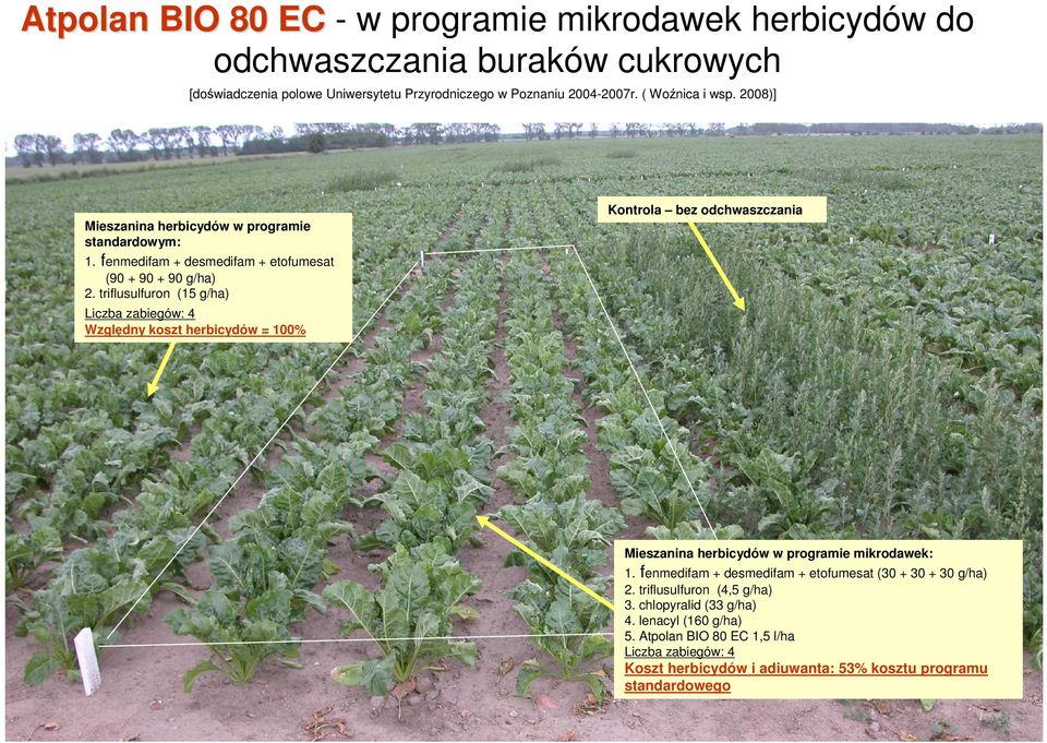 triflusulfuron (15 g/ha) Liczba zabiegów: 4 Względny koszt herbicydów = 100% Kontrola bez odchwaszczania Mieszanina herbicydów w programie mikrodawek: 1.