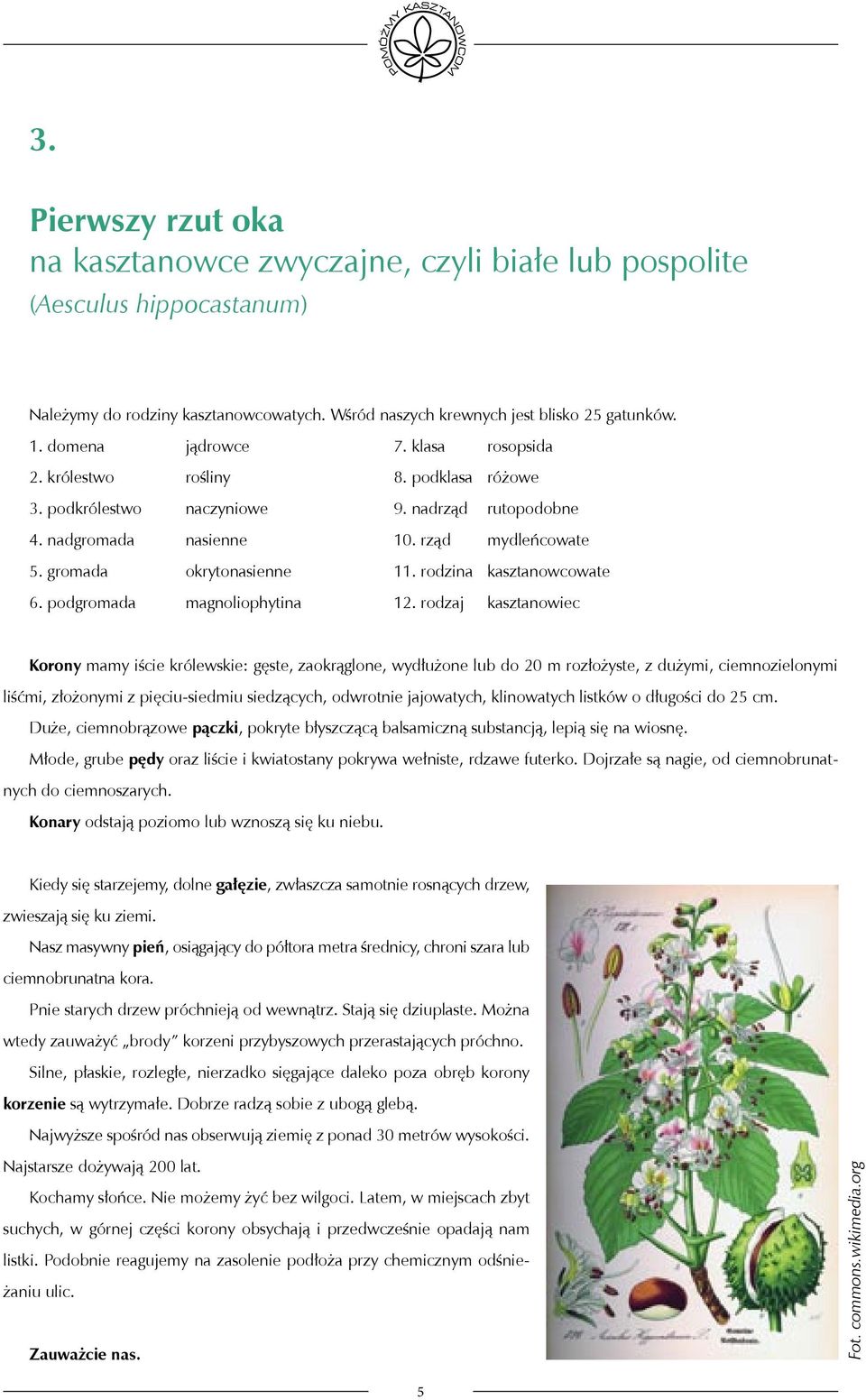 rodzina kasztanowcowate 6. podgromada magnoliophytina 12.