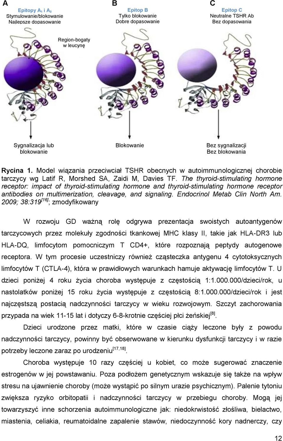 The thyroid-stimulating hormone receptor: impact of thyroid-stimulating hormone and thyroid-stimulating hormone receptor antibodies on multimerization, cleavage, and signaling.