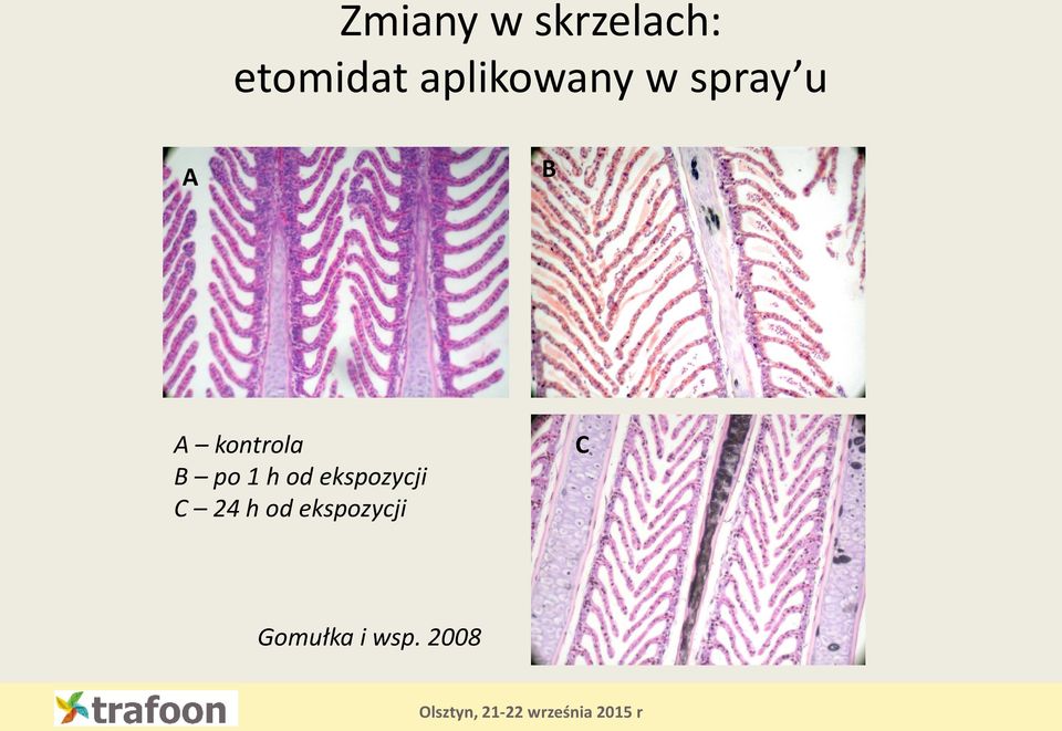 kontrola B po 1 h od ekspozycji