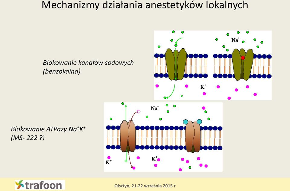 Blokowanie kanałów sodowych