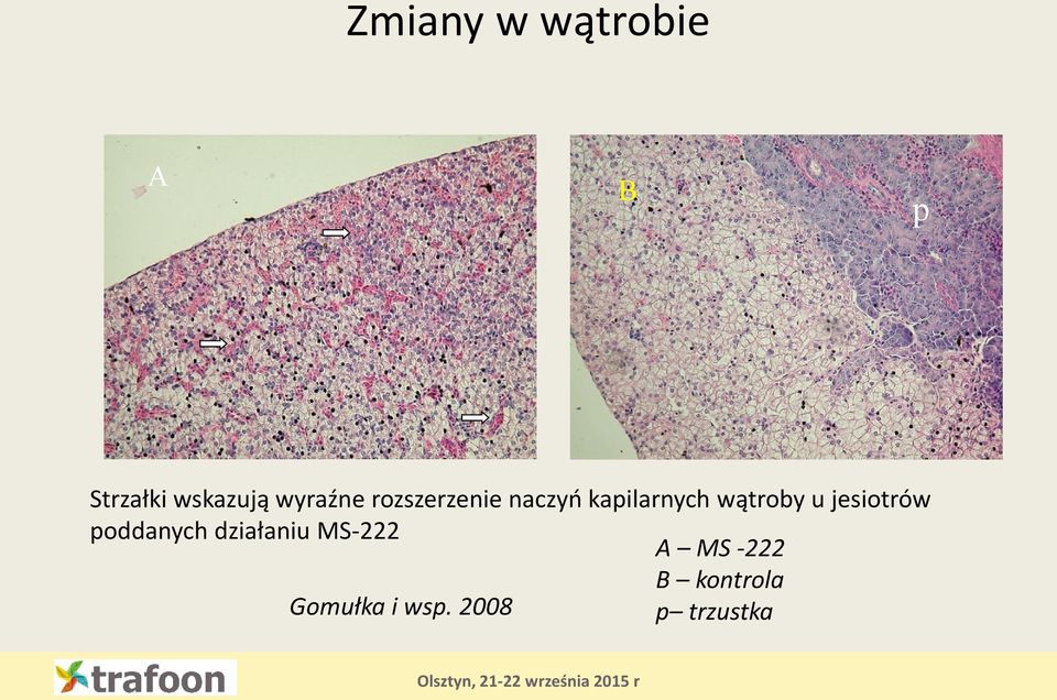 wątroby u jesiotrów poddanych działaniu