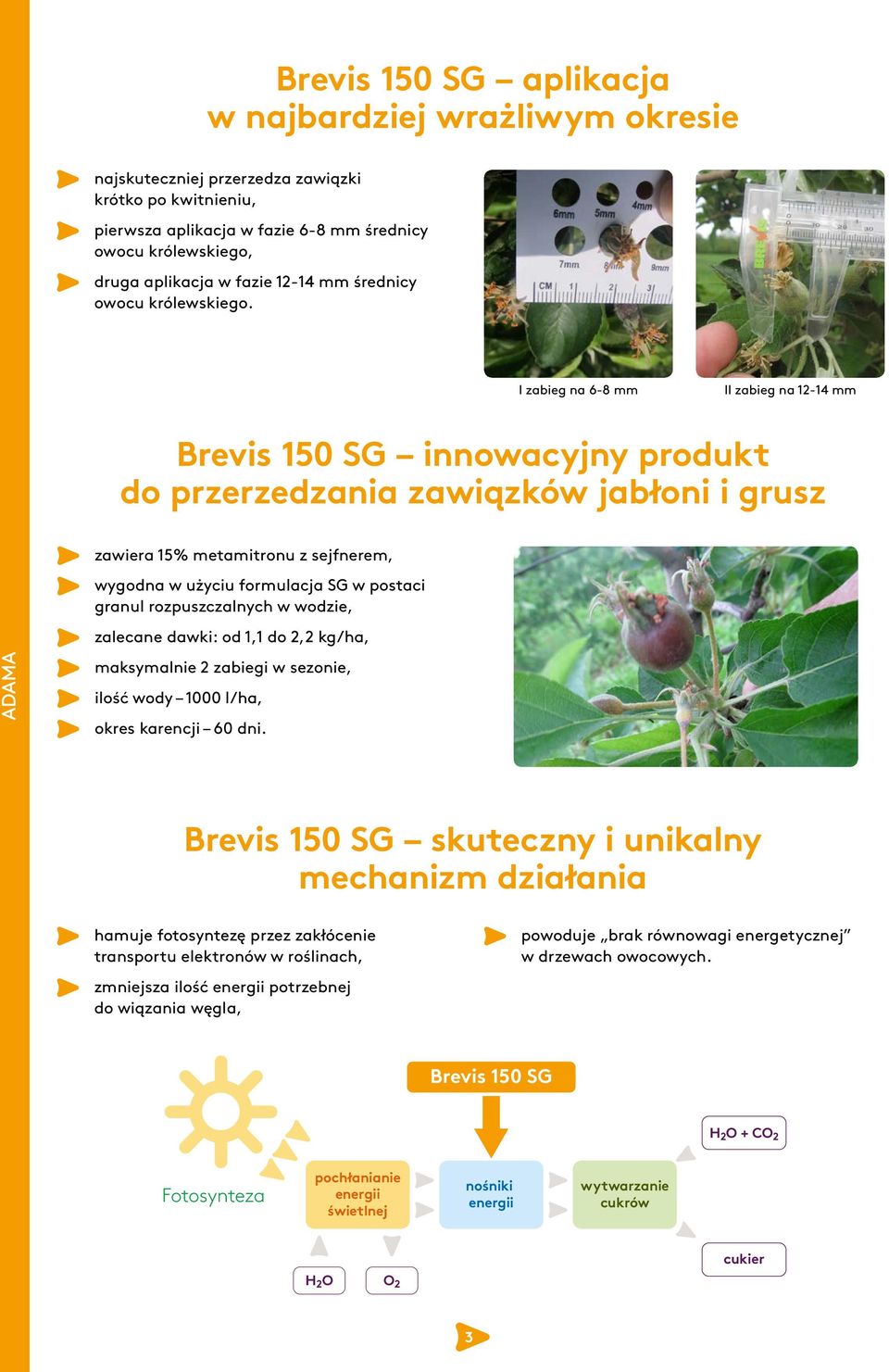 I zabieg na 6-8 mm II zabieg na 12-14 mm Brevis 150 SG innowacyjny produkt do przerzedzania zawiązków jabłoni i grusz zawiera 15% metamitronu z sejfnerem, wygodna w użyciu formulacja SG w postaci