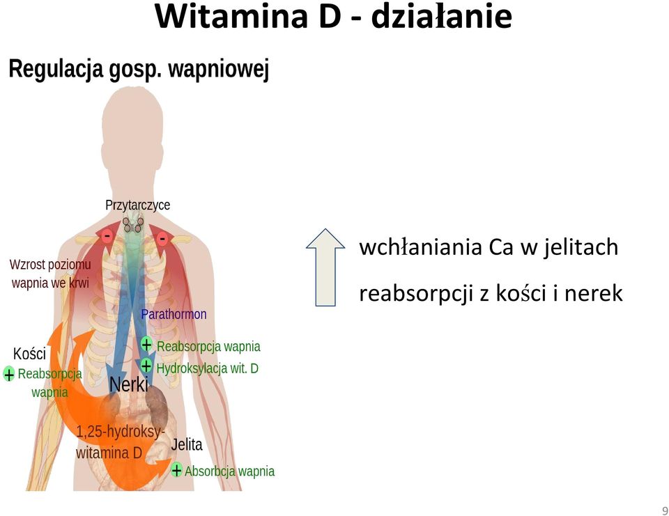 wchłaniania Ca w