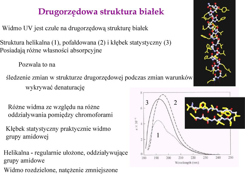 zmian warunków wykrywać denaturację Różne widma ze względu na różne oddziaływania pomiędzy chromoforami 3 2 Kłębek statystyczny