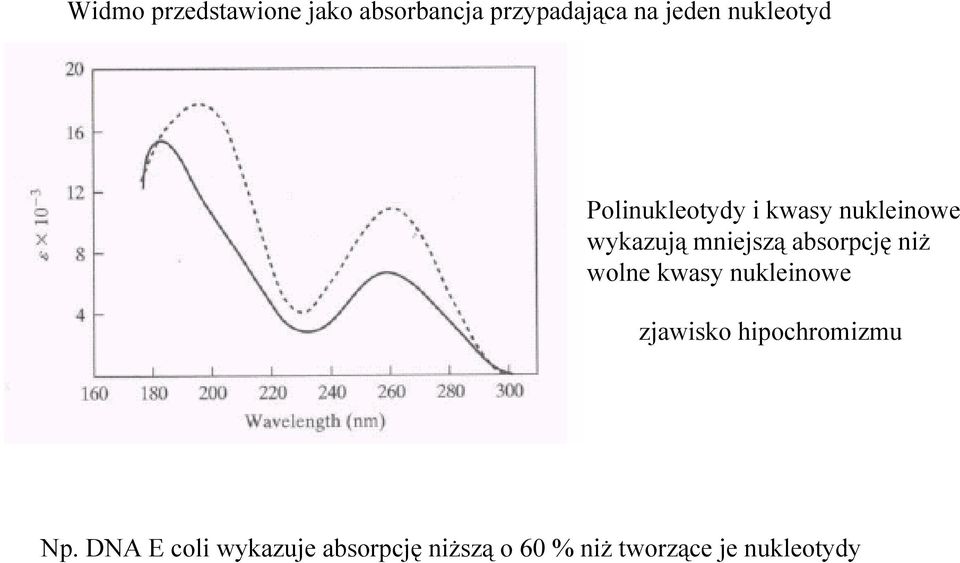 absorpcję niż wolne kwasy nukleinowe zjawisko hipochromizmu Np.