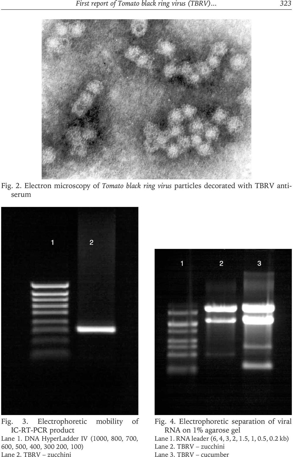 Electrophoretic mobility of IC-RT-PCR product Lane 1.