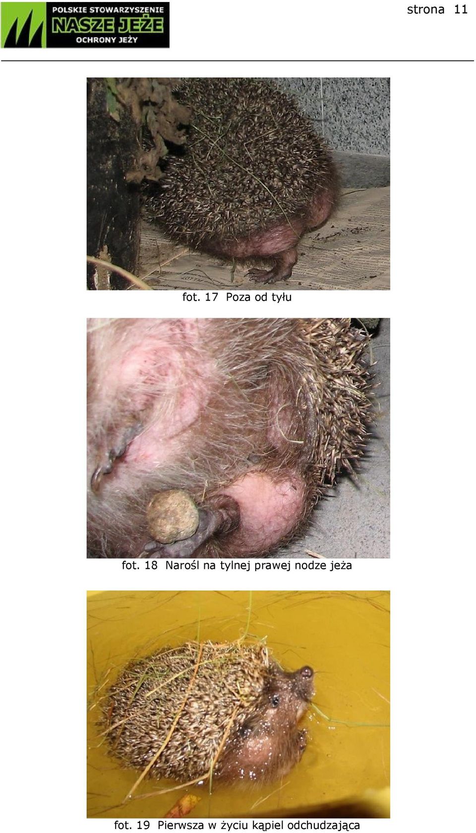 18 Narośl na tylnej prawej