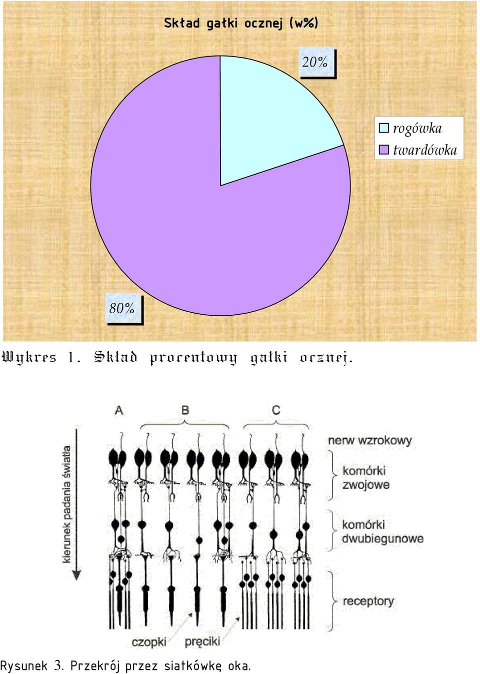 Skład procentowy gałki ocznej.