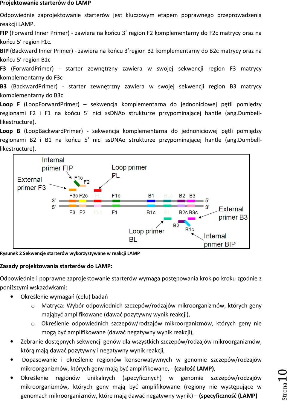 BIP (Backward Inner Primer) - zawiera na końcu 3 region B2 komplementarny do B2c matrycy oraz na końcu 5 region B1c F3 (ForwardPrimer) - starter zewnętrzny zawiera w swojej sekwencji region F3