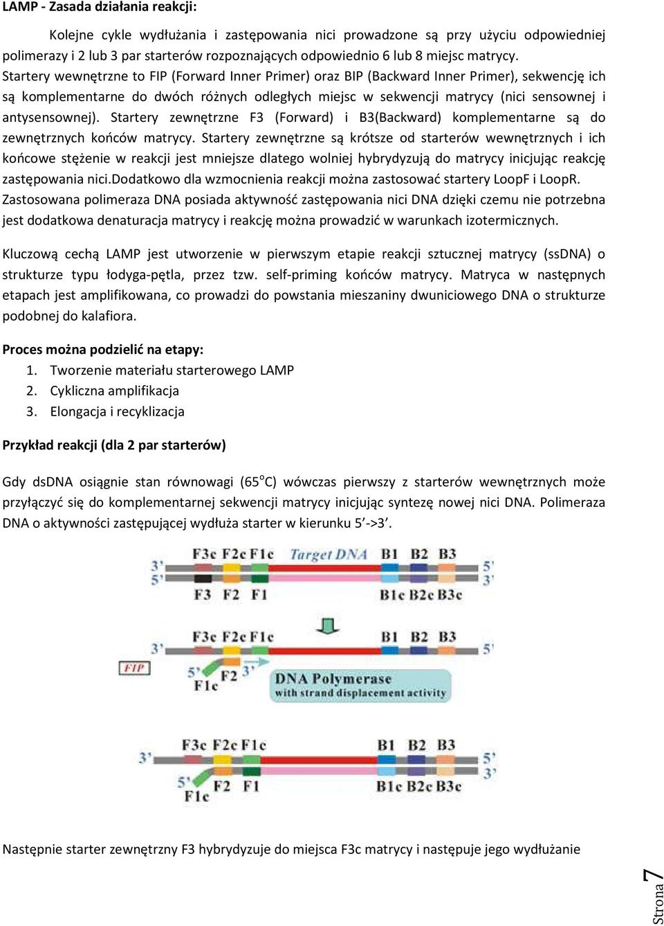 Startery wewnętrzne to FIP (Forward Inner Primer) oraz BIP (Backward Inner Primer), sekwencję ich są komplementarne do dwóch różnych odległych miejsc w sekwencji matrycy (nici sensownej i
