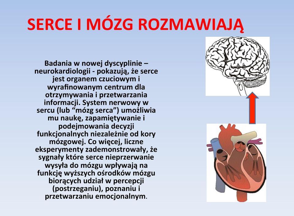 System nerwowy w sercu (lub mózg serca ) umożliwia mu naukę, zapamiętywanie i podejmowania decyzji funkcjonalnych niezależnie od kory