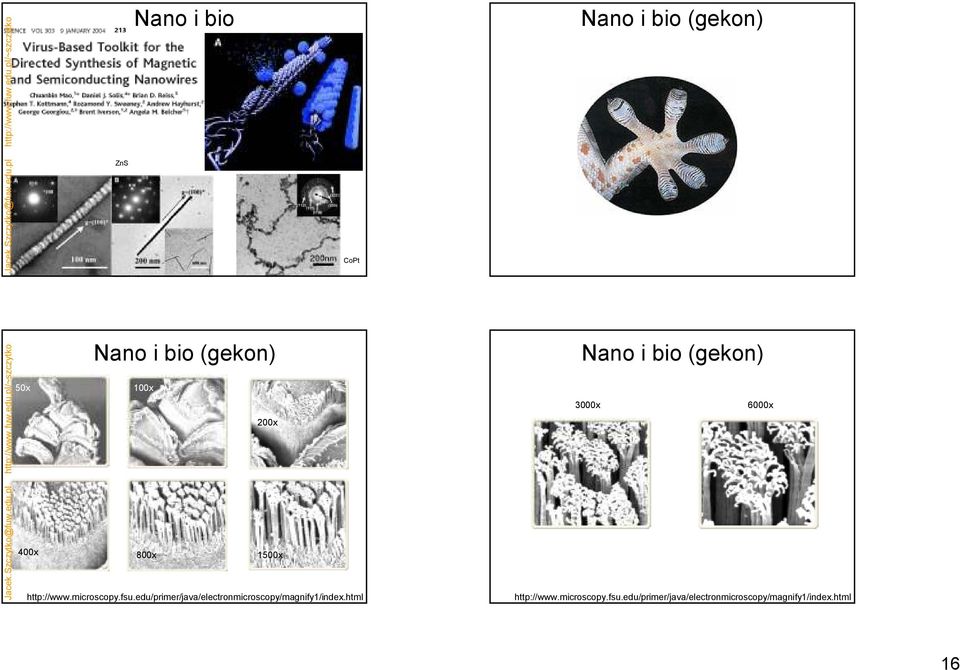 pl/~szczytko Nano i bio (gekon) 50x 100x 200x 400x 800x 1500x http://www.microscopy.