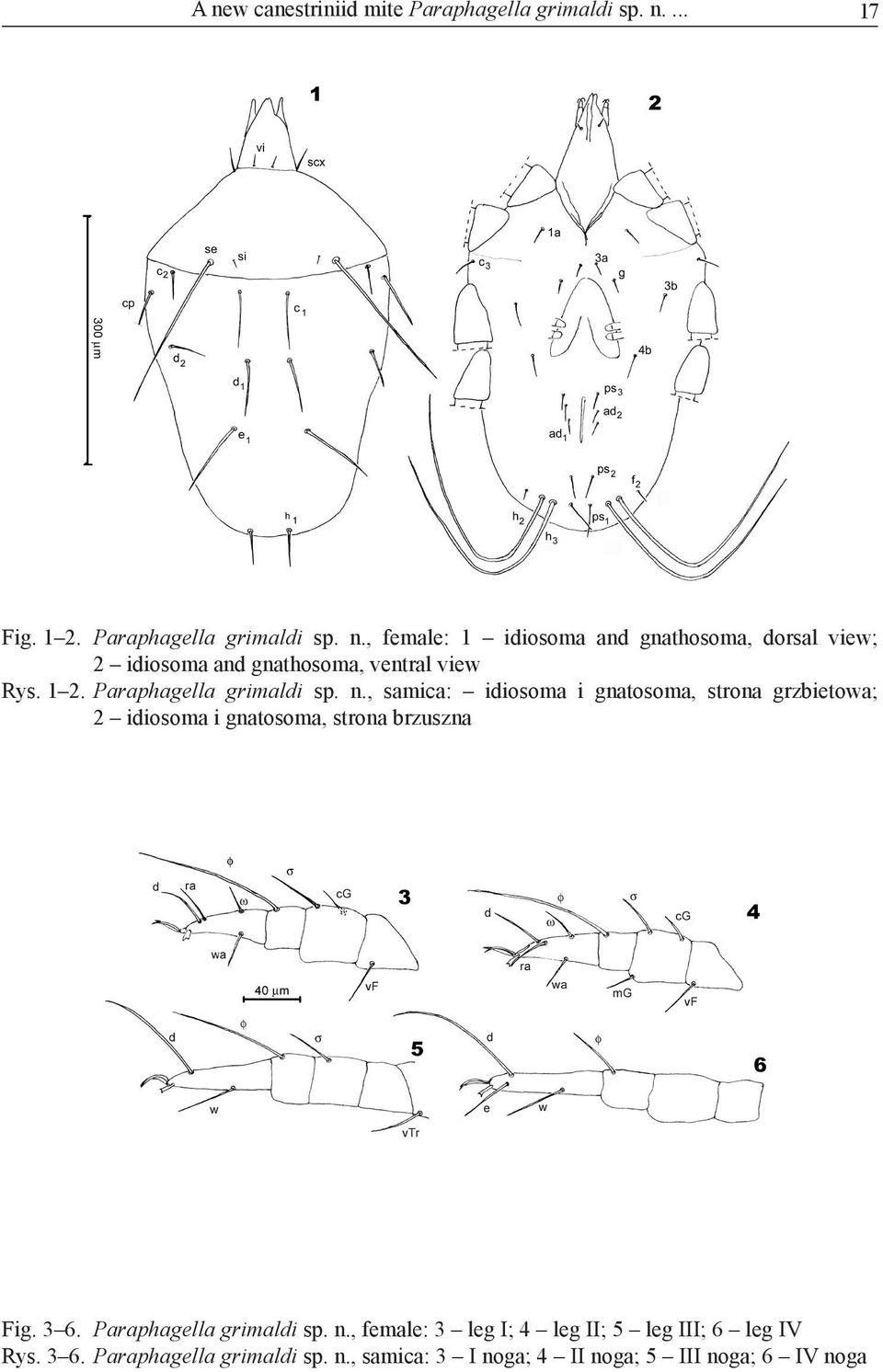 , samica: idiosoma i gnatosoma, strona grzbietowa; 2 idiosoma i gnatosoma, strona brzuszna Fig. 3 6.