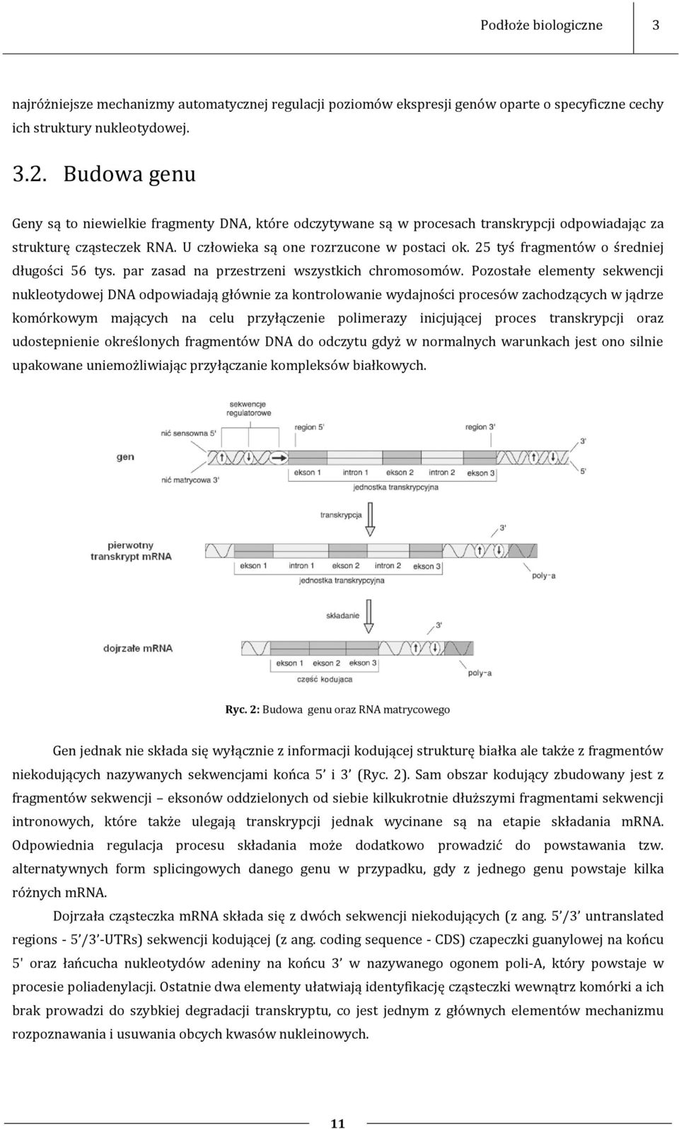 25 tyś fragmentów o średniej długości 56 tys. par zasad na przestrzeni wszystkich chromosomów.