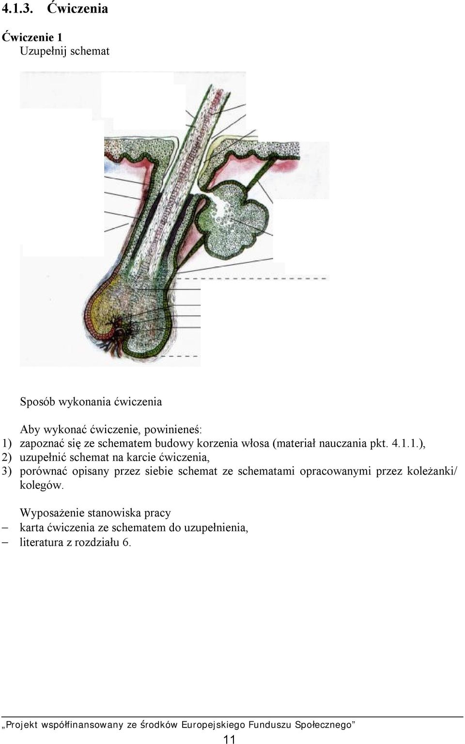 zapoznać się ze schematem budowy korzenia włosa (materiał nauczania pkt. 4.1.